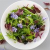 Mizuna (Heirloom Japanese Mustard Greens) (500 Seeds)