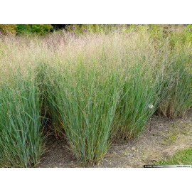 grass seed SWITCHGRASS / ORNAMENTAL * 25 COUNT PKT.