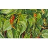 Buy Rare Seeds Piper nigrum | Black Pepper Corn |