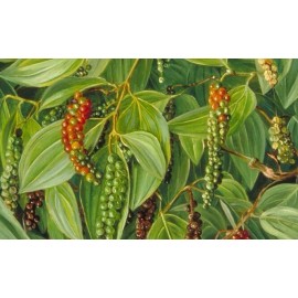 Buy Rare Seeds Piper nigrum | Black Pepper Corn | 20_Seeds