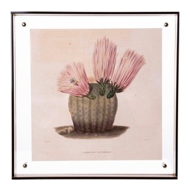 Acrylic Floating Frame Painting Inspired by Charles Lemaire(Cactus with Pink Flower) – 10x10 Botanical Wall Art Framed Art Flower Wall Decor for Living Room, Bedroom, Office – Vintage Wall Décor for Bedroom