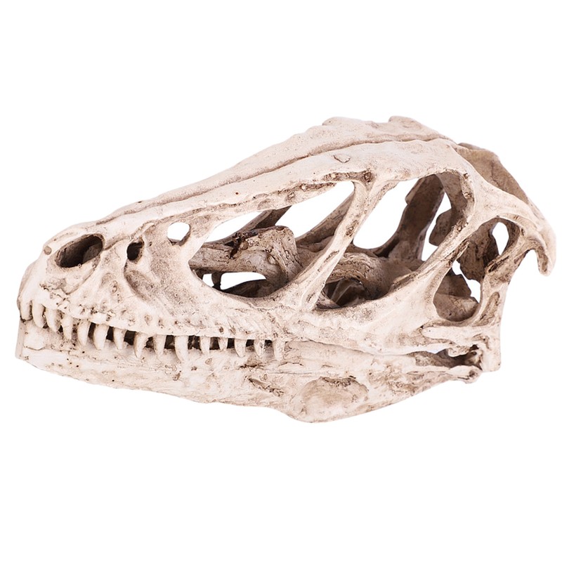 Resin Dinosaur Skull Model Simulated Animal Skeleton Home Office Decor