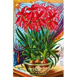 A SLICE IN TIME Scarlett Mexican Lily Vintage Flowers Seed Packet Advertisement Poster