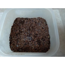 Fresh Milkweed seeds,  1,000 seeds, fresh 2024, from wild grown Indiana Milkweeds