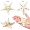 SKOOLOVE 10PCS Natural Starfish Mixed, Finger Starfish and Bread Starfish