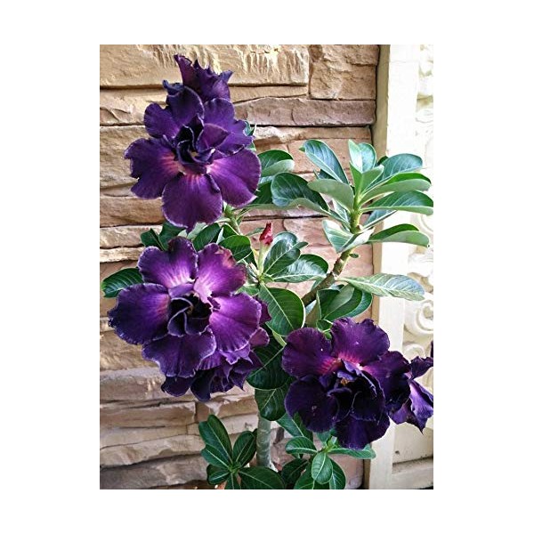 4 Rare Purple Desert Rose Seeds Adenium Obesum Flower Perennial Exotic Tropical