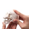 Mini Skull Model - Small Size Human Medical Anatomical Adult