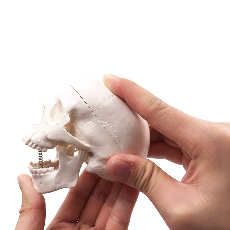 Mini Skull Model - Small Size Human Medical Anatomical Adult