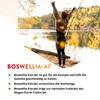 Vitals Boswellia AF – 60 Capsules, Vegan. For Movable Joints.