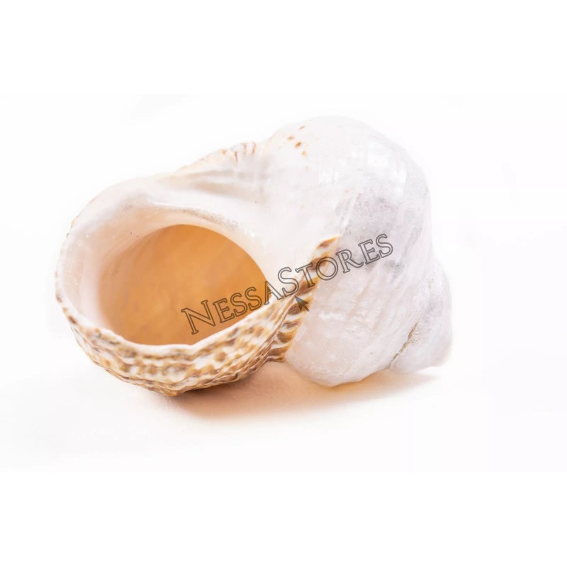 Mexican Turbo Sea Shell Beach Craft Hermit Crab 1 1/2"