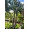 Spindal Palm 25 Spindle Palm Tree Seeds Hyophorbe verschaffeltii