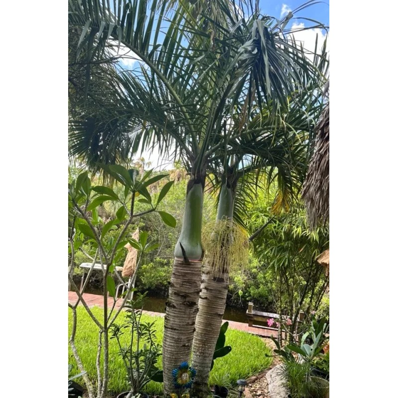 Spindal Palm 25 Spindle Palm Tree Seeds Hyophorbe verschaffeltii