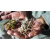 BodhiFlora Kanna, Sceletium tortuosum, USDA Organic Fermented Dried High Mesembrin