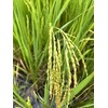Rigel Spices | Thooyamalli Rice (4Lbs)| Jasmine Rice | 12+months