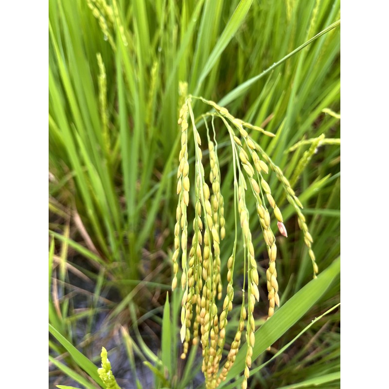 Rigel Spices | Thooyamalli Rice (4Lbs)| Jasmine Rice | 12+months
