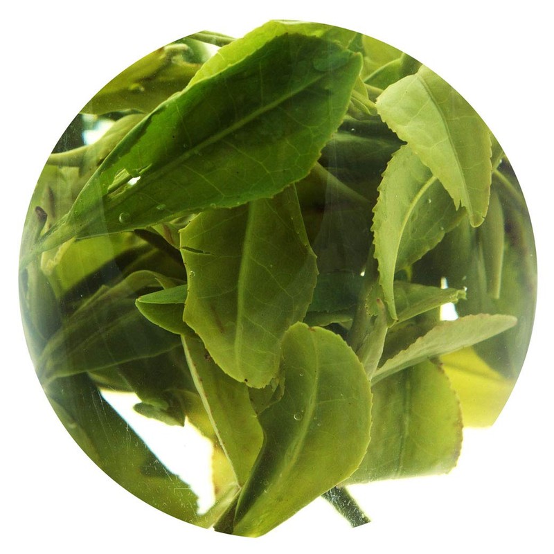 GOARTEA 2Pcs 250g / Total 17.6oz Spring Anji Bai Cha