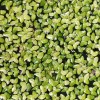 Rare! Australian Duckweed (Lemna Disperma) Floating Plant