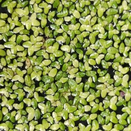 Rare! Australian Duckweed (Lemna Disperma) Floating Plant