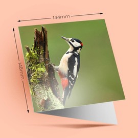 1 x Greeting Card Great Spotted Woodpecker Bird - Blank Birthday Celebration Anniversary #45206