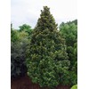 Southern Magnolia Grandiflora | 10 Live Trees | Beautiful Evergreen