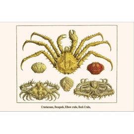 ART.COM Stretched Canvas Print Crustaceans, Decapods, Elbow Crabs, Rock Crabs, by Albertus Seba, 18" x 12"