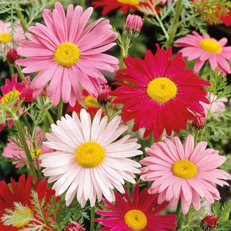 1000+ Pyrethrum Seeds for Planting -Pyrethrum Flower Seeds -Tanacetum Chrysanthemum