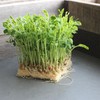 Dun Pea Microgreens Seeds – 1 Lb (~2,300 Seeds) –
