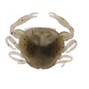 Gulp! Peeler Crab Soft Bait - Natural Peeler - 2in