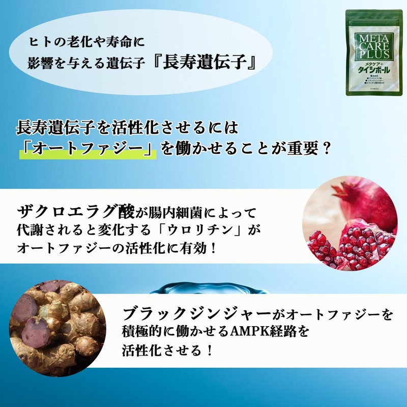 【エイジングケア】タイシボール ダイエットサポート サプリメント 長命草 ビフィズス菌 ブラックジンジャー 120粒 ［ 腸内環境 肝臓