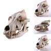 Resin Wolf Skull Wolf Skull Model Decoration Craft Film Props