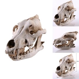 Resin Wolf Skull Wolf Skull Model Decoration Craft Film Props Collection Crafts Home Decoration Garden Decoration