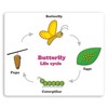 2 x 10cm Butterfly Life Cycle Vinyl Stickers - Biology