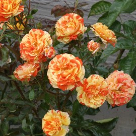 Heirloom Roses Rose Plant - Oranges 'n' Lemons Colorful Rose Bush, Shrub Roses for Planting Outdoors