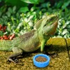 Guduling 7pcs Crested Gecko Food Dish,Silicone Crested Gecko Food and