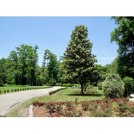 Southern Magnolia Housewarming Gift Tree by The Magnolia Company - Get Beautiful and Fragrant Flowers on a Lush Housewarming Magnolia Tree Gift - Can Not Ship to California