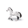 Black Appaloosa Horse
