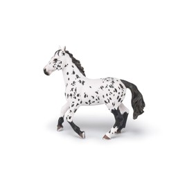 Black Appaloosa Horse