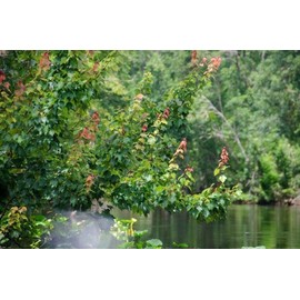 Red Maple Tree | 3 Live Trees | Acer rubrum | Native American Beauty Fast-Growing Shade Tree | Fall Foliage Wildlife-Friendly Habitat