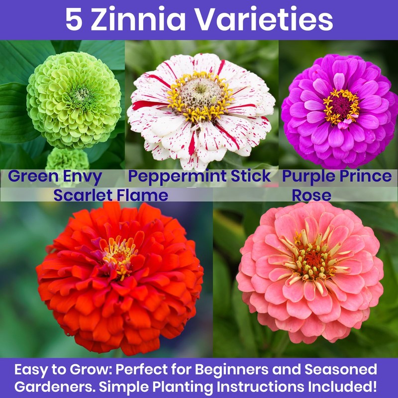 NatureZ Edge NatureZ Edge Zinnia Seeds for Planting Outdoors, Flower