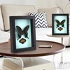 Wall Art Decoration Real Butterfly Framed Butterfly Taxidermy - Butterfly