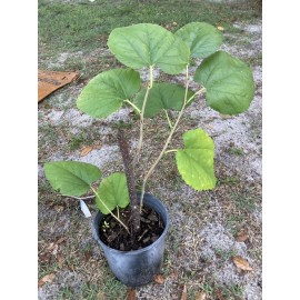 Unbranded Black Mulberry Tree Live Plant 7” Tall In One Gallon Pot