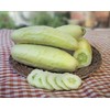 22Day Seeds: Seeds Cucumber White Angel F1 Open-Pollinated/Indoor / 50