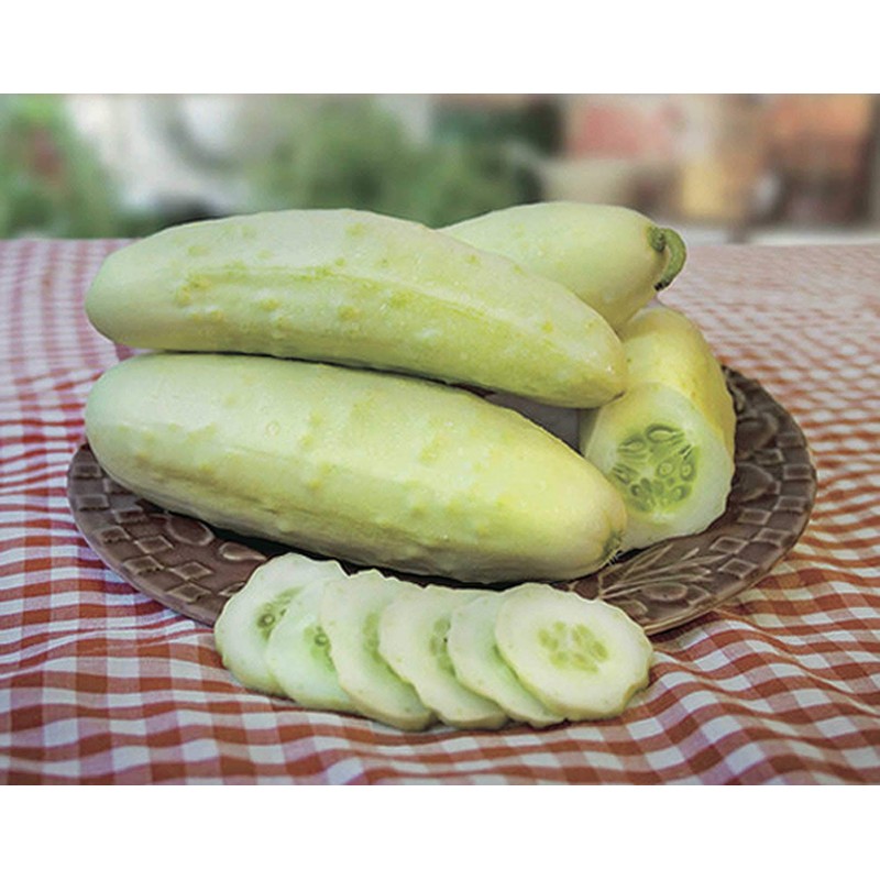 22Day Seeds: Seeds Cucumber White Angel F1 Open-Pollinated/Indoor / 50
