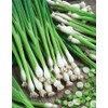 Seeds4planting - Seeds Green Welsh Bunching Onion Rare Heirloom Vegetable