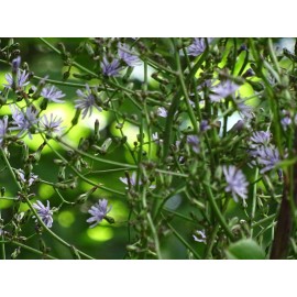 Fresh Woodland Lettice Lactuca floridana Native Wildflower 50 seeds from 2024 BEES