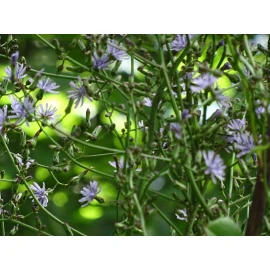 Fresh Woodland Lettice Lactuca floridana Native Wildflower 50 seeds from 2024 BEES