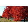 Tree Brandywine Maple 2.5 inch pot