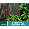Southern Seeds Eucalyptus, Rainbow Gum Tree seeds (Eucalyptus deglupta)