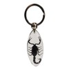 FlyingBean KeyChain With Real Black Scorpion Insect Specimens, Animal Taxidermy