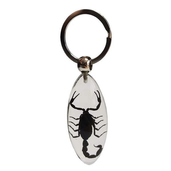 FlyingBean KeyChain With Real Black Scorpion Insect Specimens, Animal Taxidermy